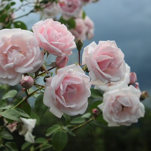 Rosa New Dawn - rosa - kletterrosen